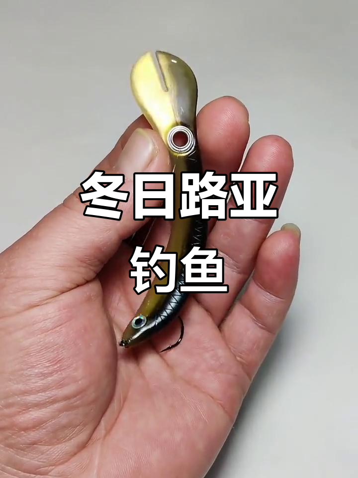 冬季路亚白条技巧(冬季路亚白条缓沉还是浮水)
