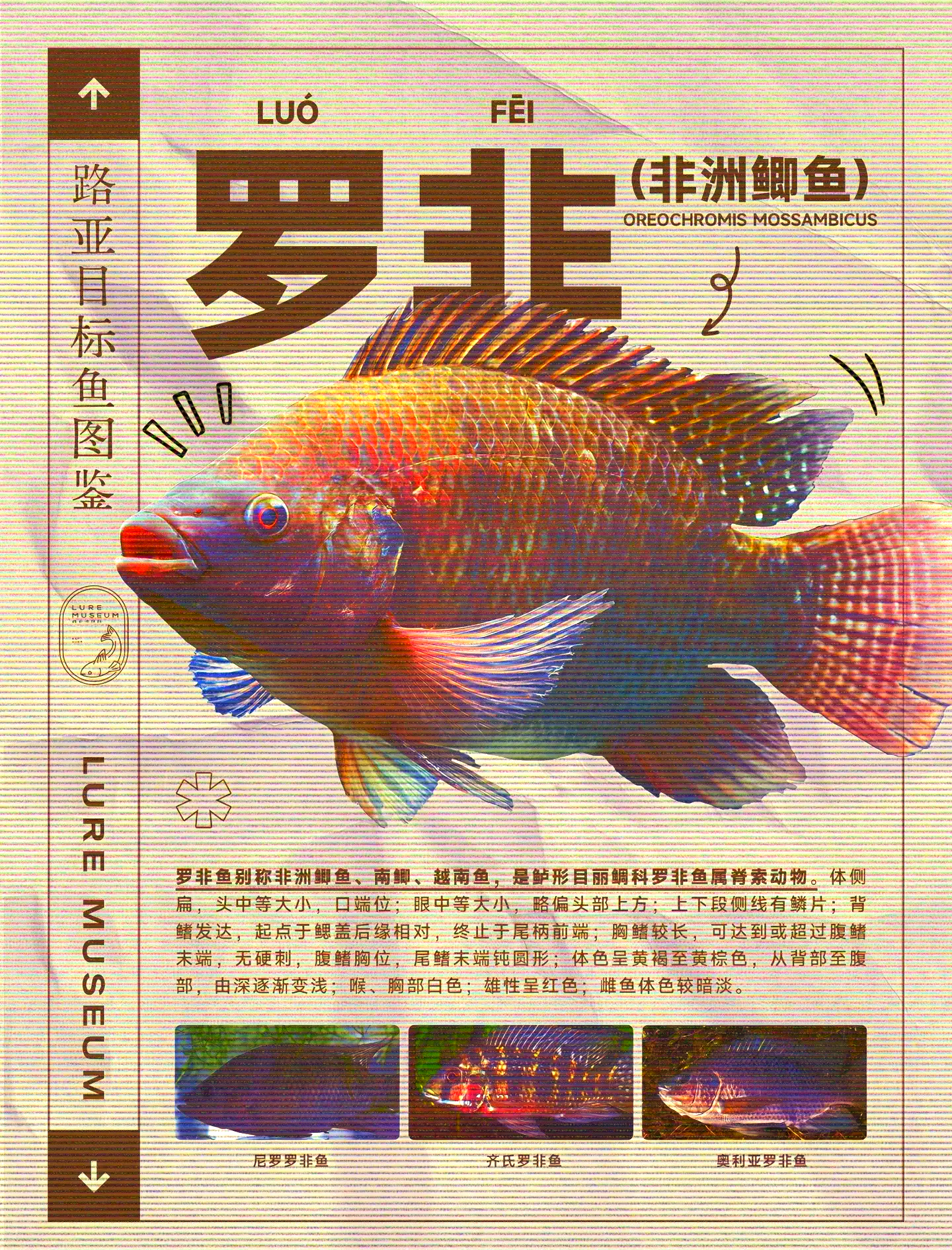 冬季野钓罗非饵料技巧(冬季野钓罗非鱼饵料配方)