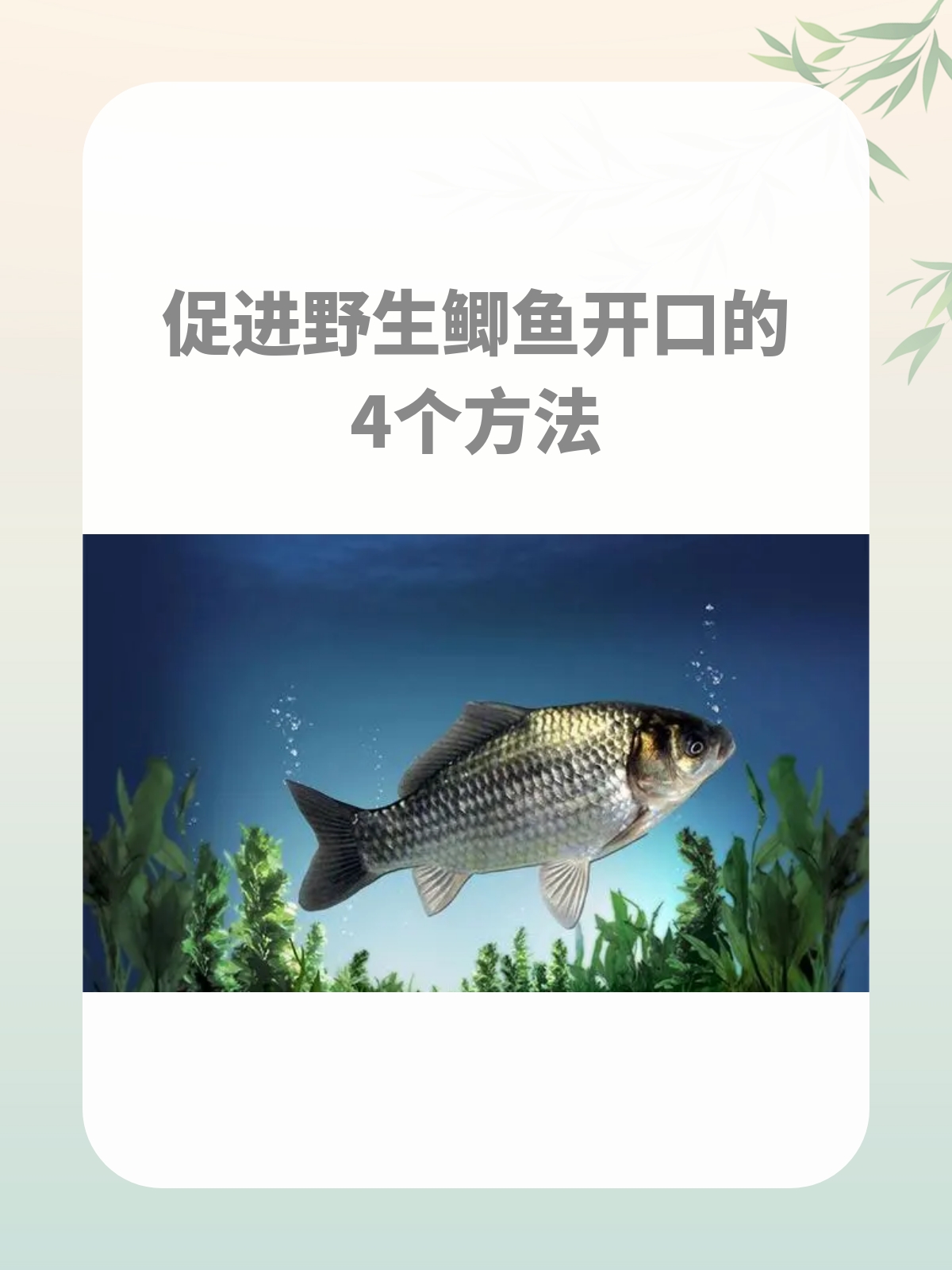 春天钓野生鲫鱼技巧(春天钓野生鲫鱼技巧视频)