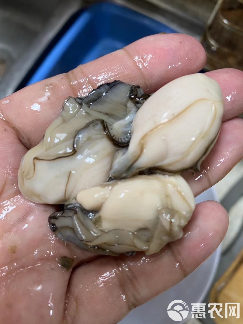 海蛎肉饵料配方大全(新鲜海蛎肉的做法大全)