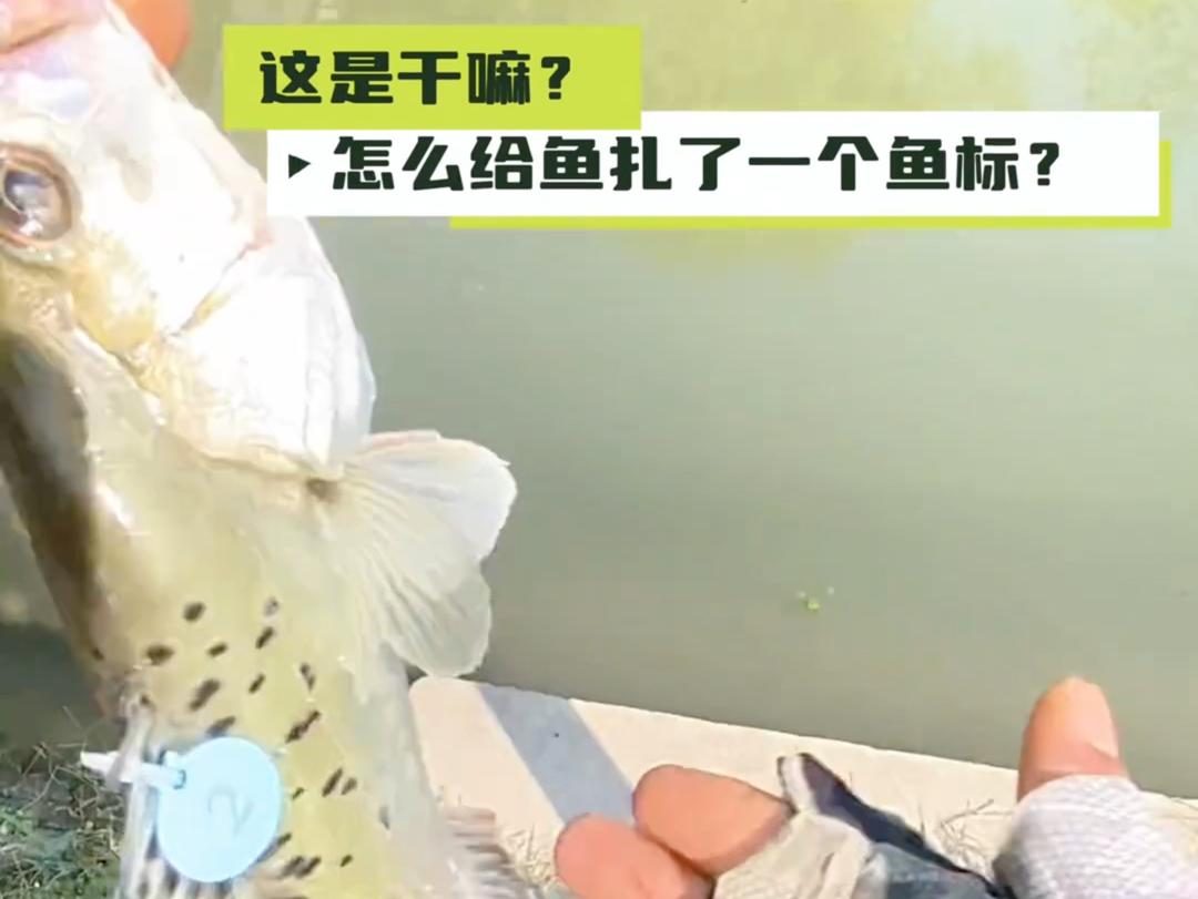 野钓飞鱼技巧图(钓鱼飞钓)