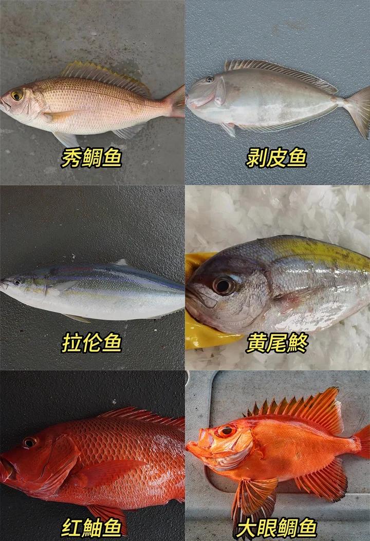 海钓跟矶钓区别(海钓矶钓最常用的8种钓法)