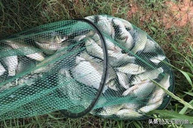 入冬河里钓鱼技巧(冬季在河里钓鱼用什么鱼饵最好)