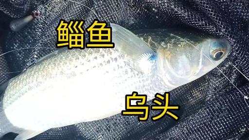 海钓乌头鱼技巧(海钓乌头鱼技巧视频)