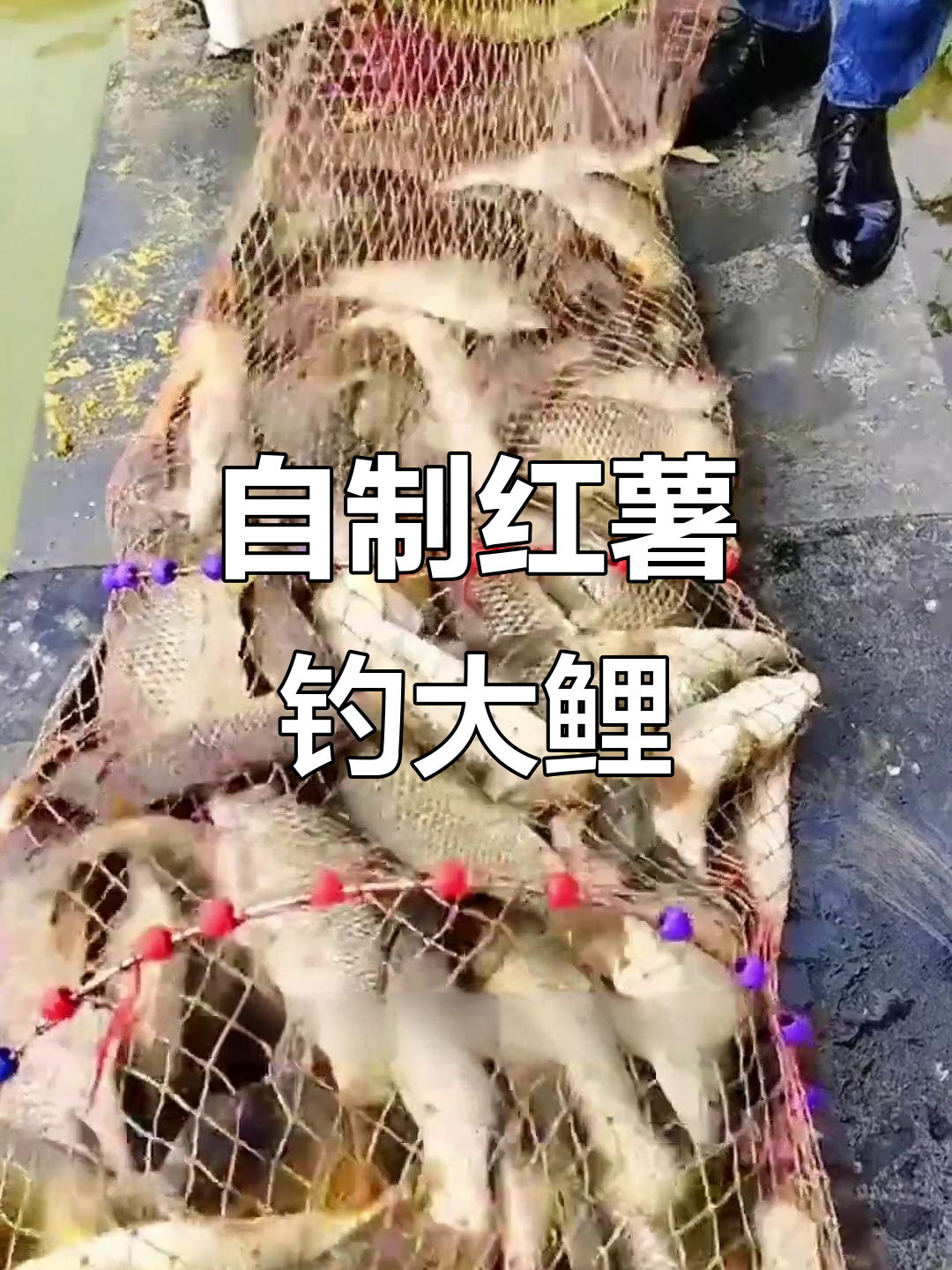 红薯钓饵料配方(红薯钓饵料配方图片)
