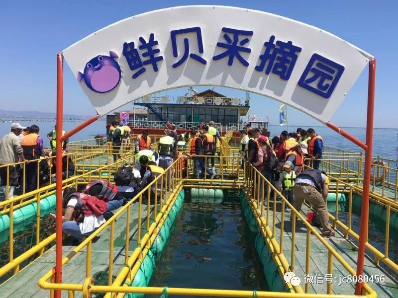 蓬莱海钓加吉鱼方法(蓬莱海边钓什么鱼)