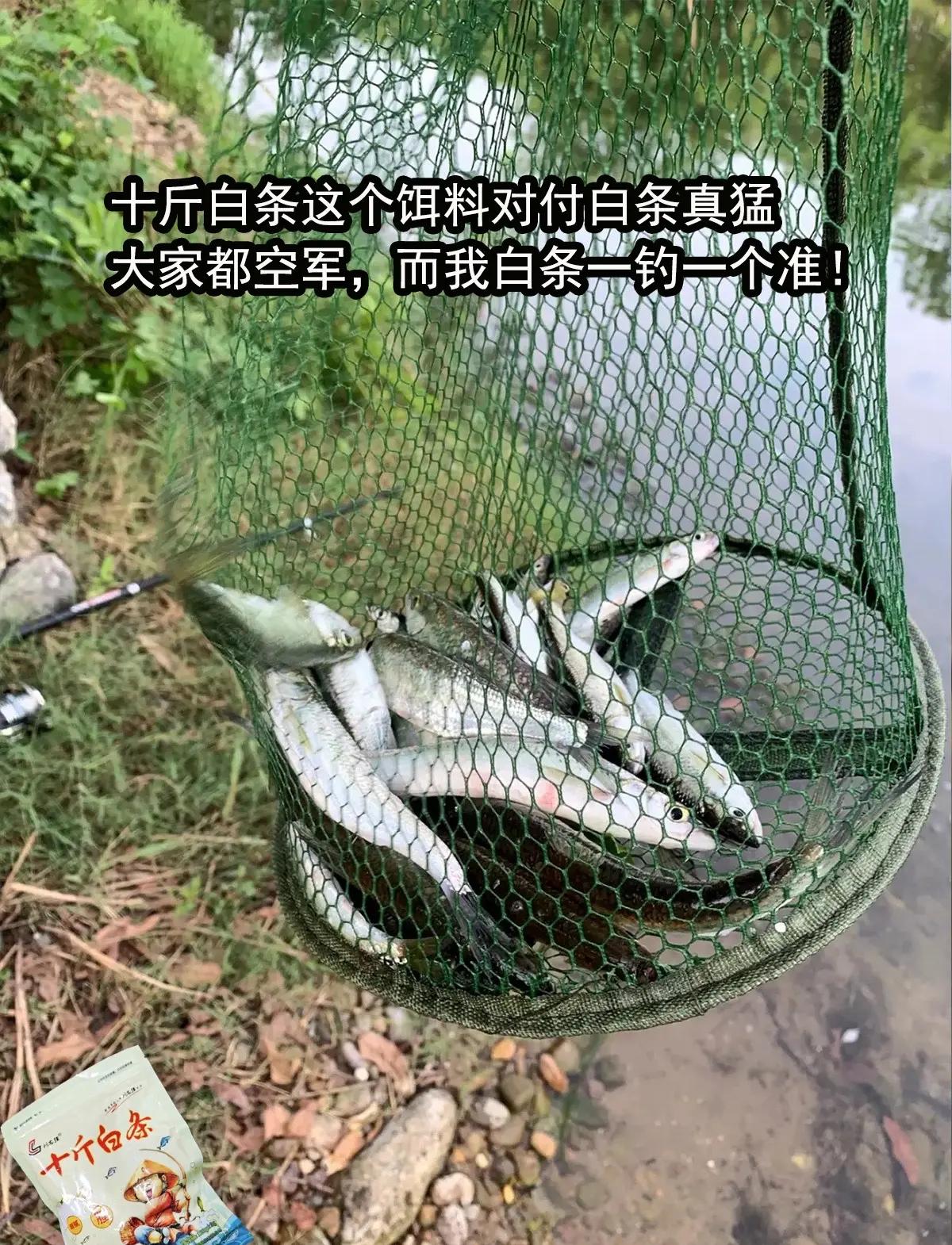 钓白条鱼饵料(钓白条鱼饵料在水下多少为好)