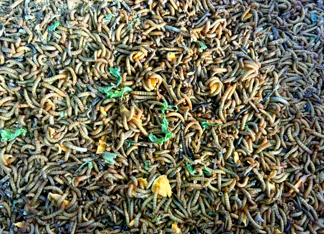 黄粉虫海钓(为什么黄粉虫没人养了)