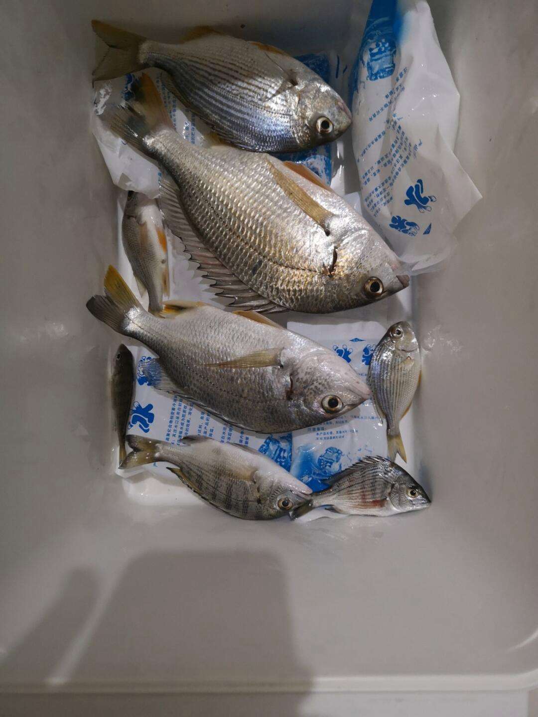 海钓黄鲷技巧(海钓黄鲷鱼用什么鱼饵)