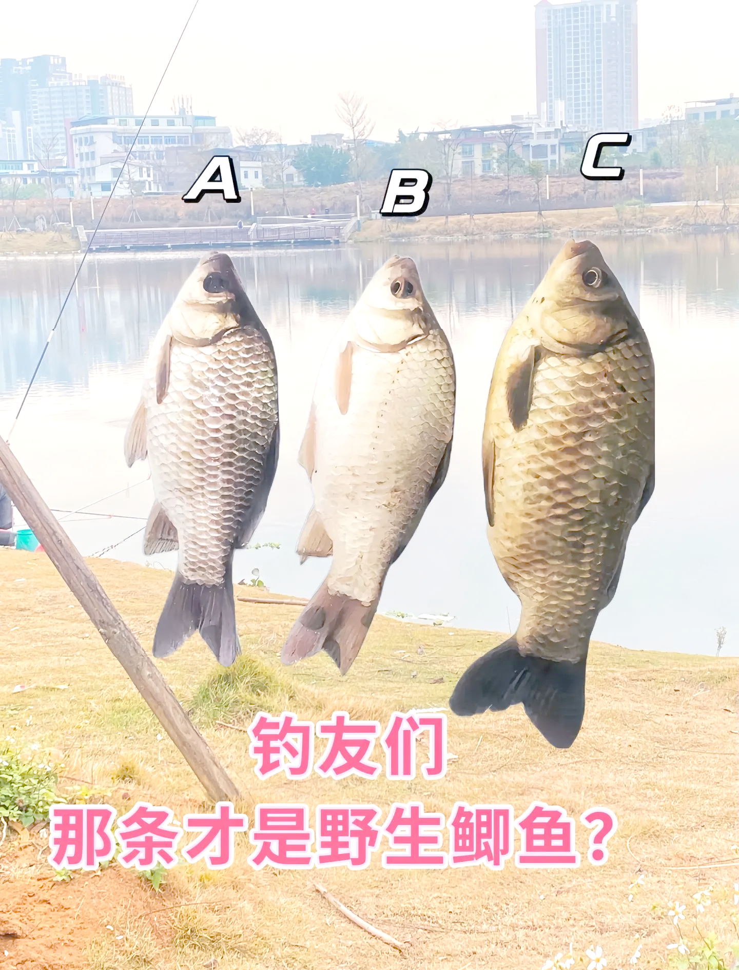 湘云鲫垂钓技巧(湘云鲫钓法)