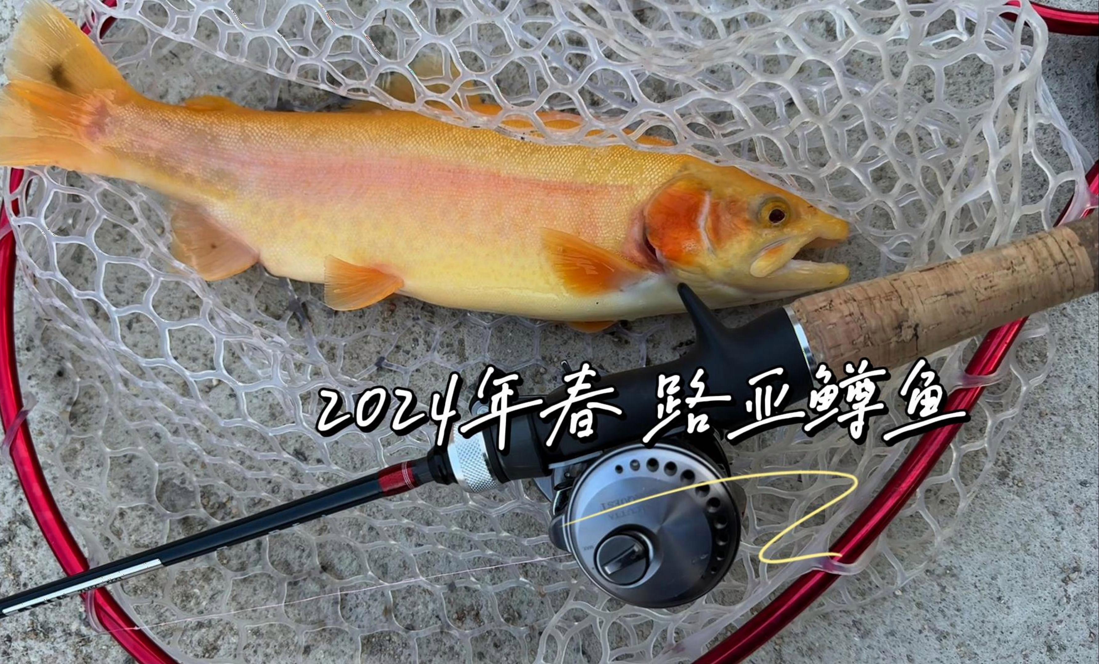 路亚红眼鳟鱼技巧(钓鲶鱼技巧七大口诀)
