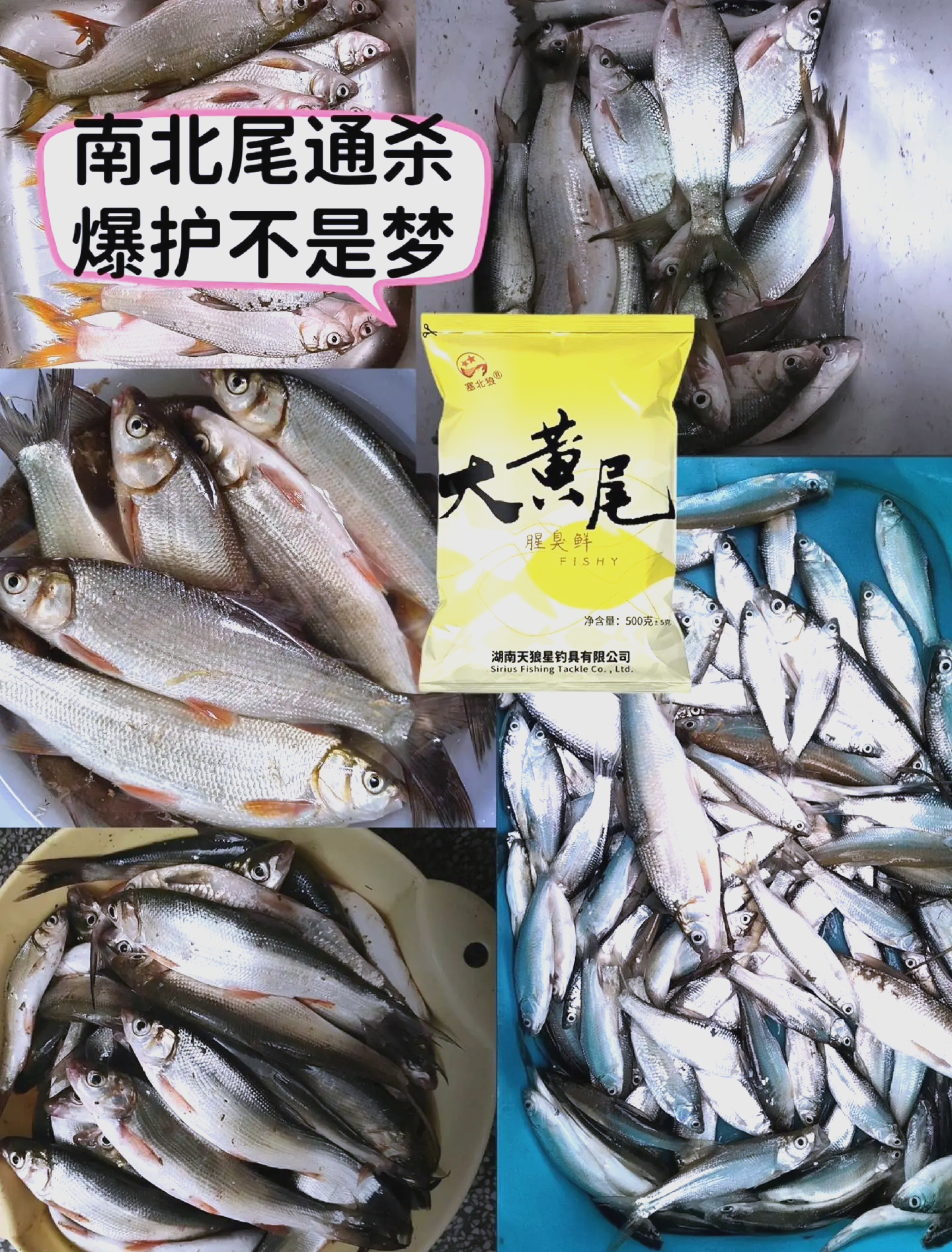 钓银鲴技巧(钓银鲴用什么饵料最好)