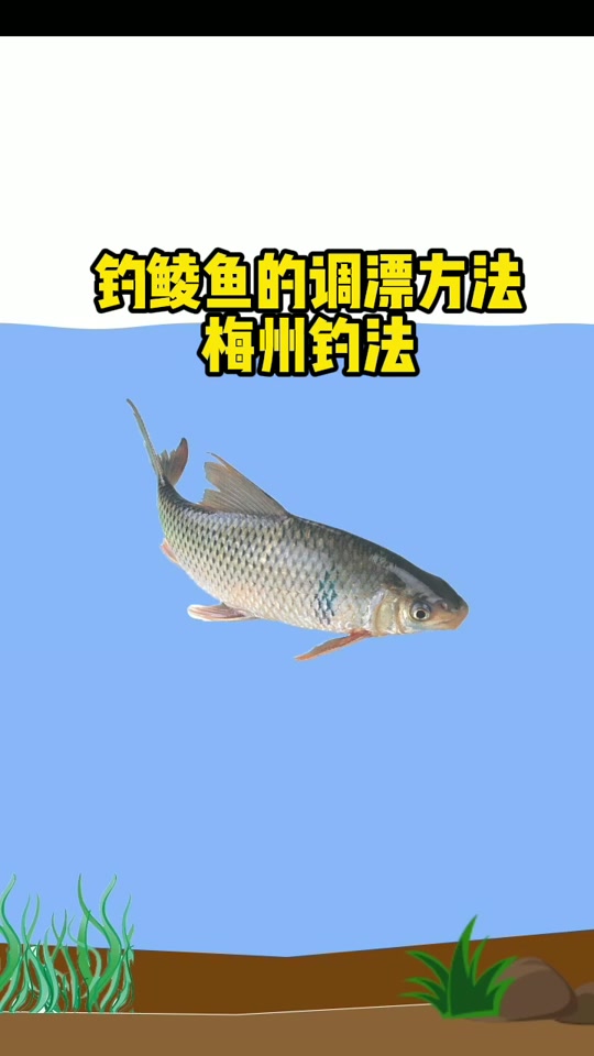 钓银鲴技巧(钓银鲴用什么饵料最好)