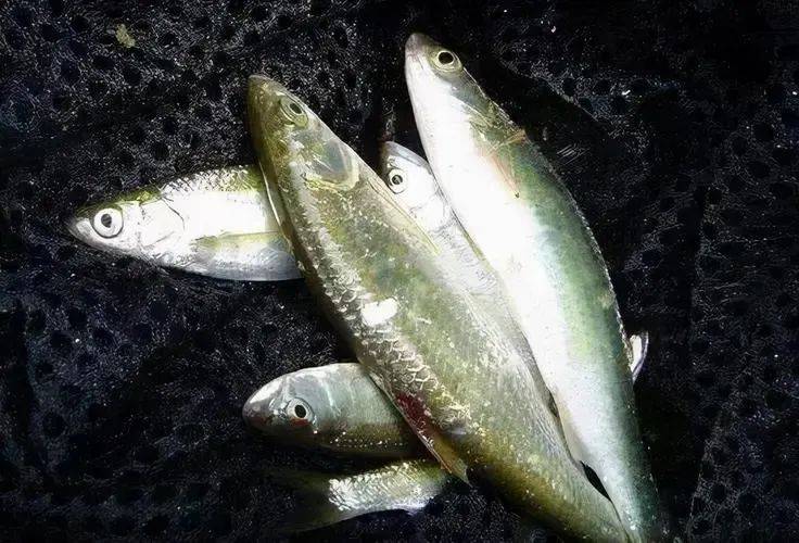 钓白漂鱼用什么饵料(白漂鱼是什么鱼)