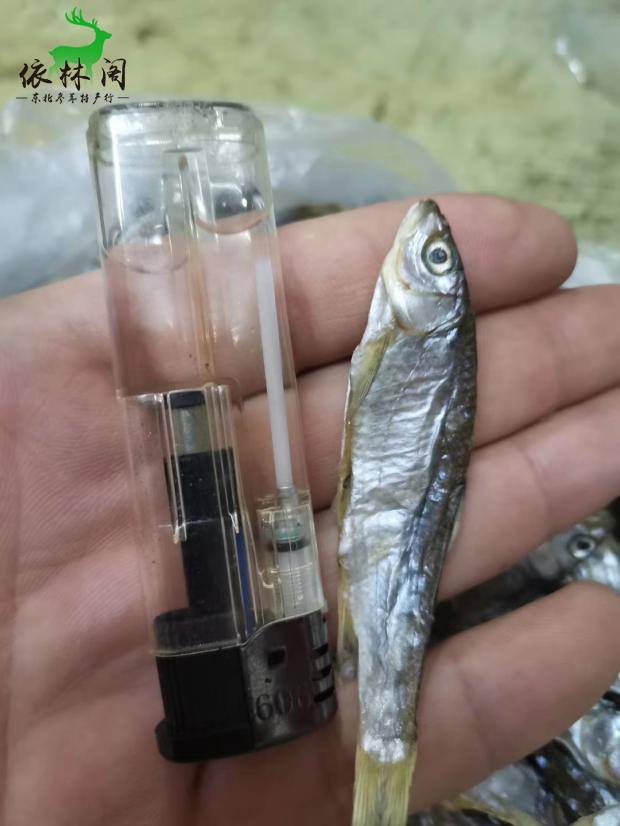 钓白漂鱼用什么饵料(白漂鱼是什么鱼)