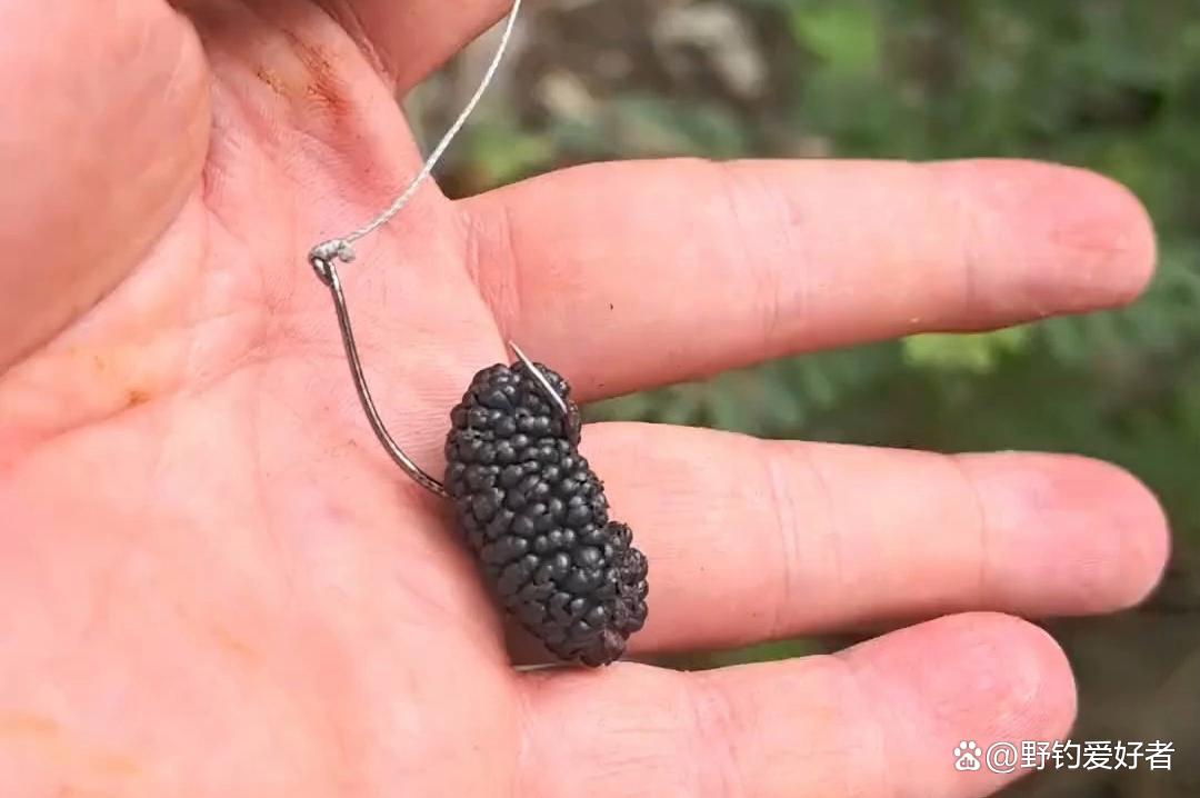 草鱼最好饵料(草鱼用什么饵好钓)