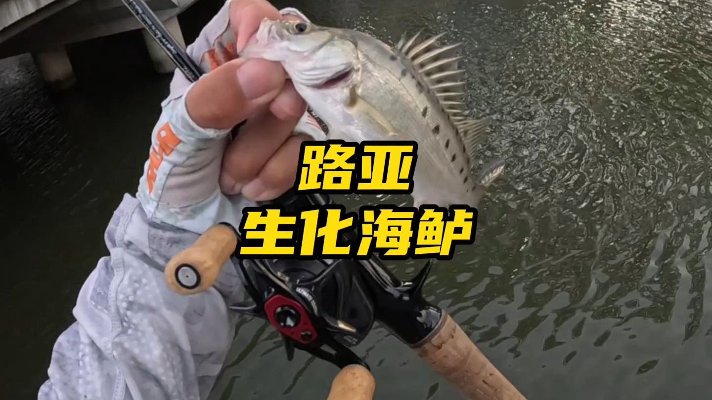 海鲈鱼路亚钓视频(海鲈鱼路亚技巧)