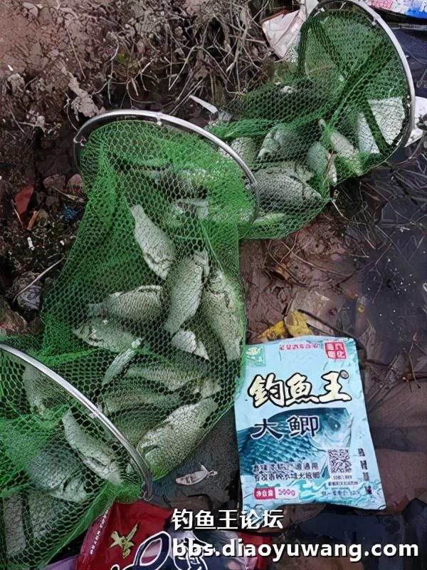 霜降后钓鲫鱼饵料配方(霜降后钓鲫鱼应该钓几米的水深)