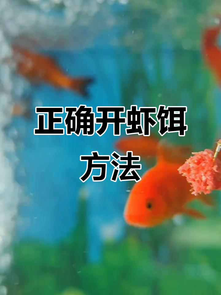 活虾做饵钓鱼技巧(活虾饵钓鱼技巧和方法大全)