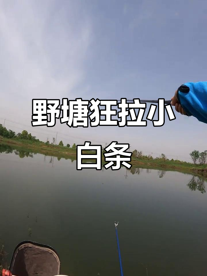 钓白条的调漂技巧(白条的钓法调钓)