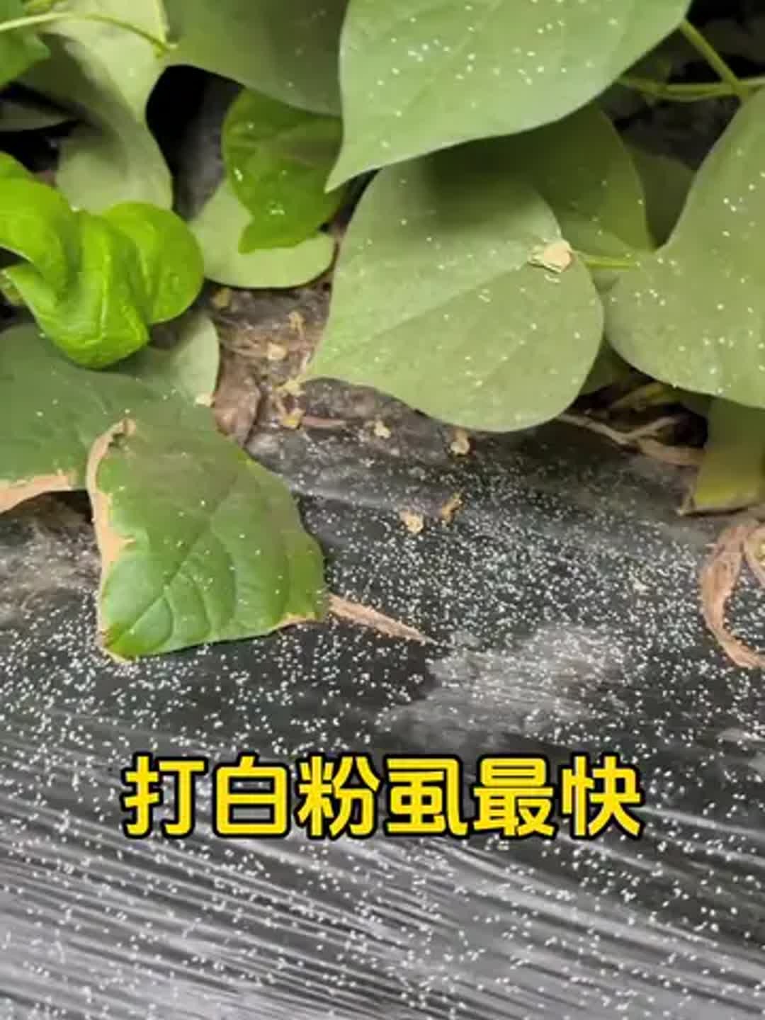 白粉使用技巧(根治白粉虱最好的偏方)
