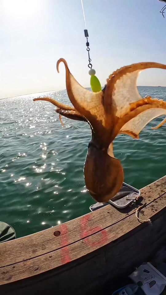 海钓八抓鱼(海钓八抓鱼钓底吗)