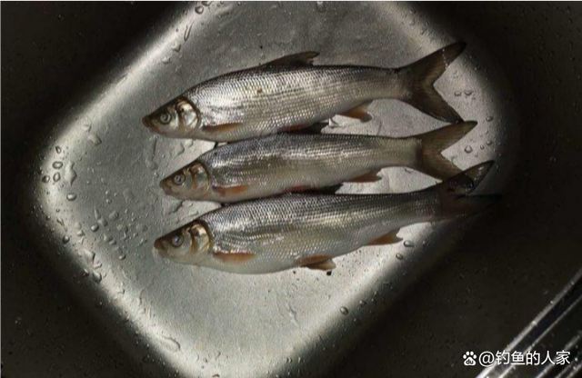 水库筏钓黄尾技巧(如何筏钓黄尾简单的说一下)