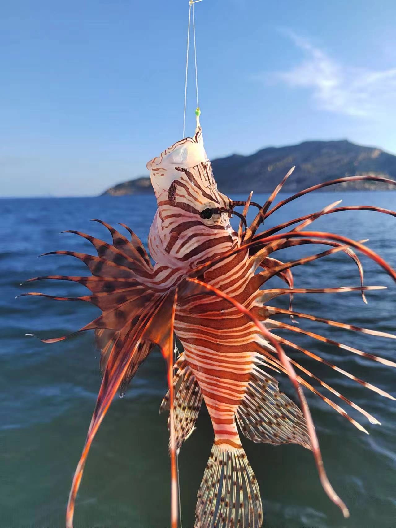 海钓穿虾(海钓穿虾教程)