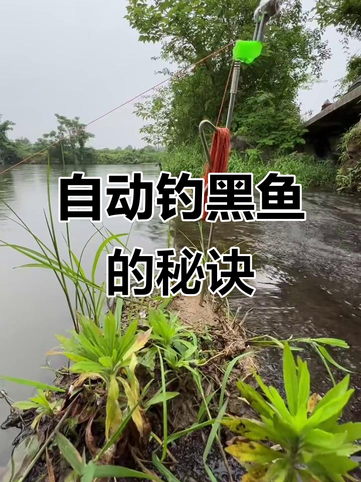 钓黑鱼有那希技巧(钓黑鱼有几种方法?)