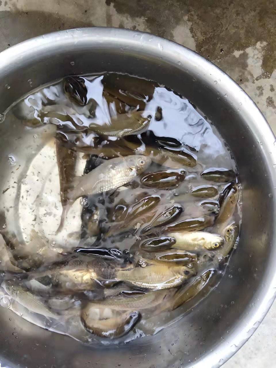 海钓索饵(海钓钓饵)