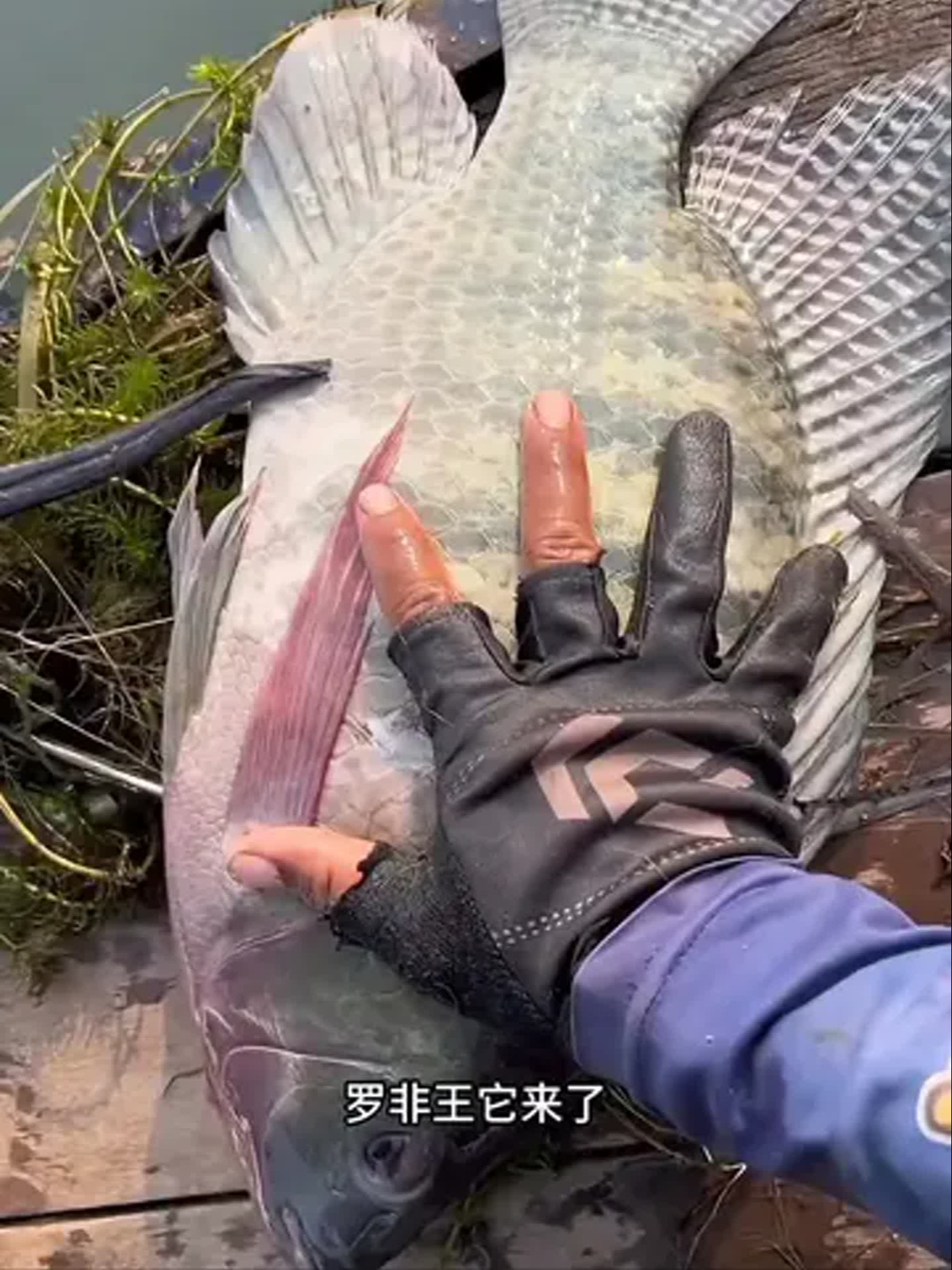 蚯蚓钓罗飞技巧(蚯蚓钓大罗非的最佳饵料)