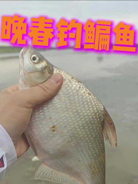 钓武鲳鱼的技巧(武昌鱼如何垂钓)