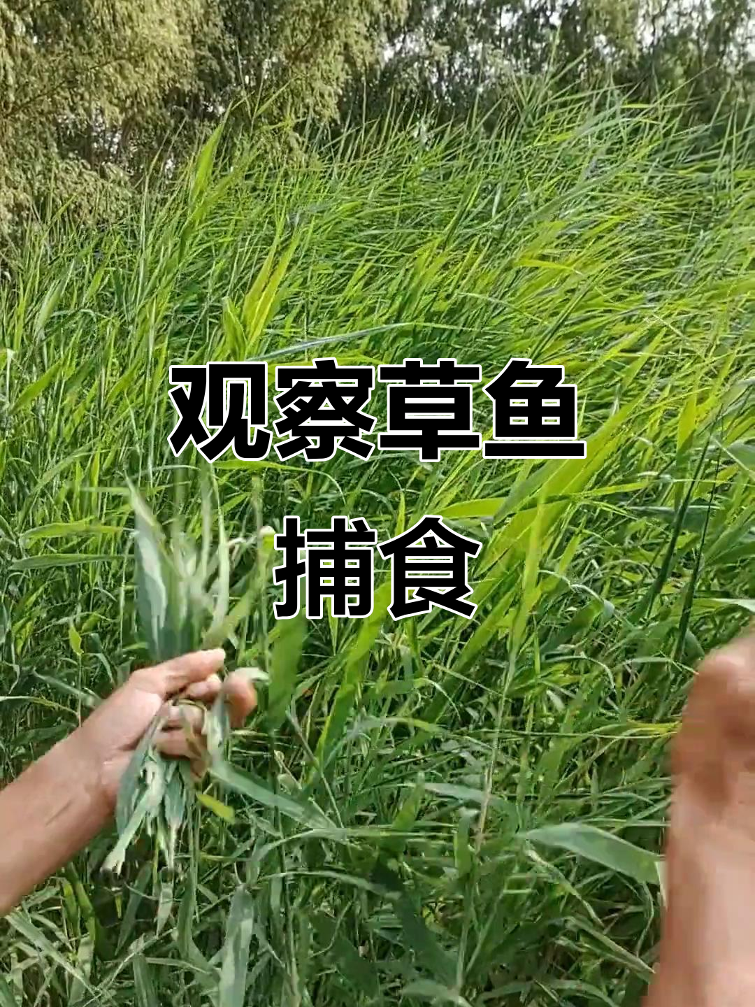春季鱼塘钓鱼技巧(春季鱼塘钓鱼怎么选钓位)