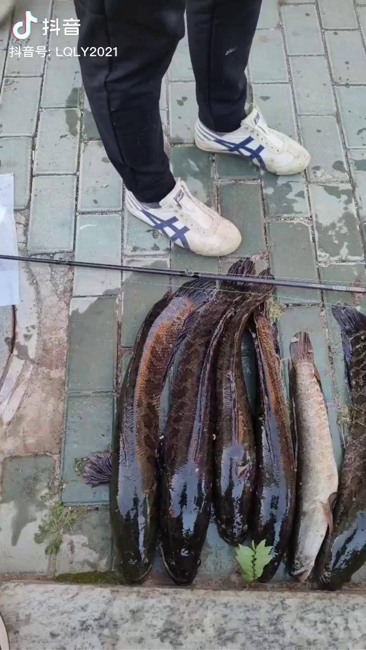 雷强打野技巧(雷蛙带亮片和不带亮片)