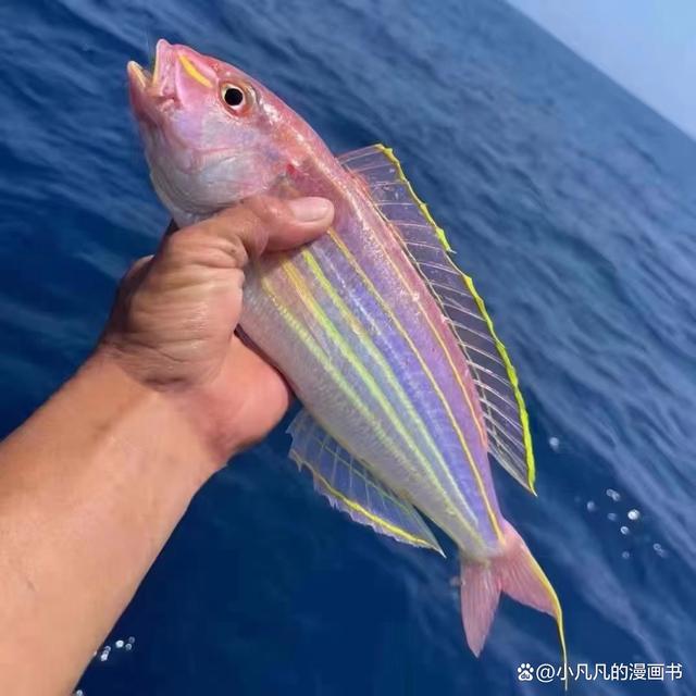 泰国海钓常见鱼类(泰国 钓鱼)