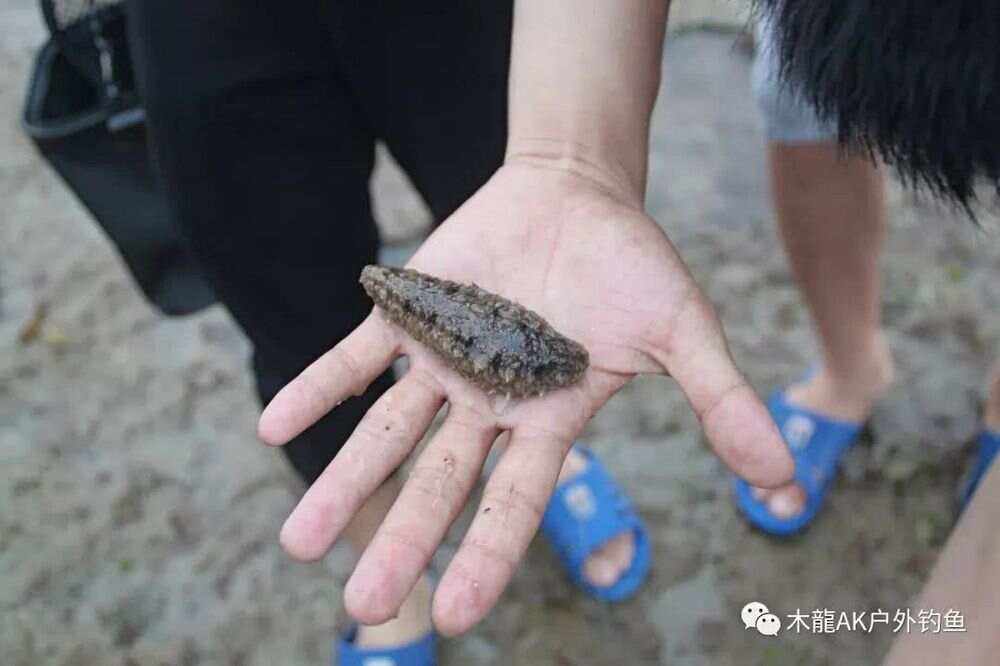 牡蛎田海钓选位(海蛎田钓鱼)
