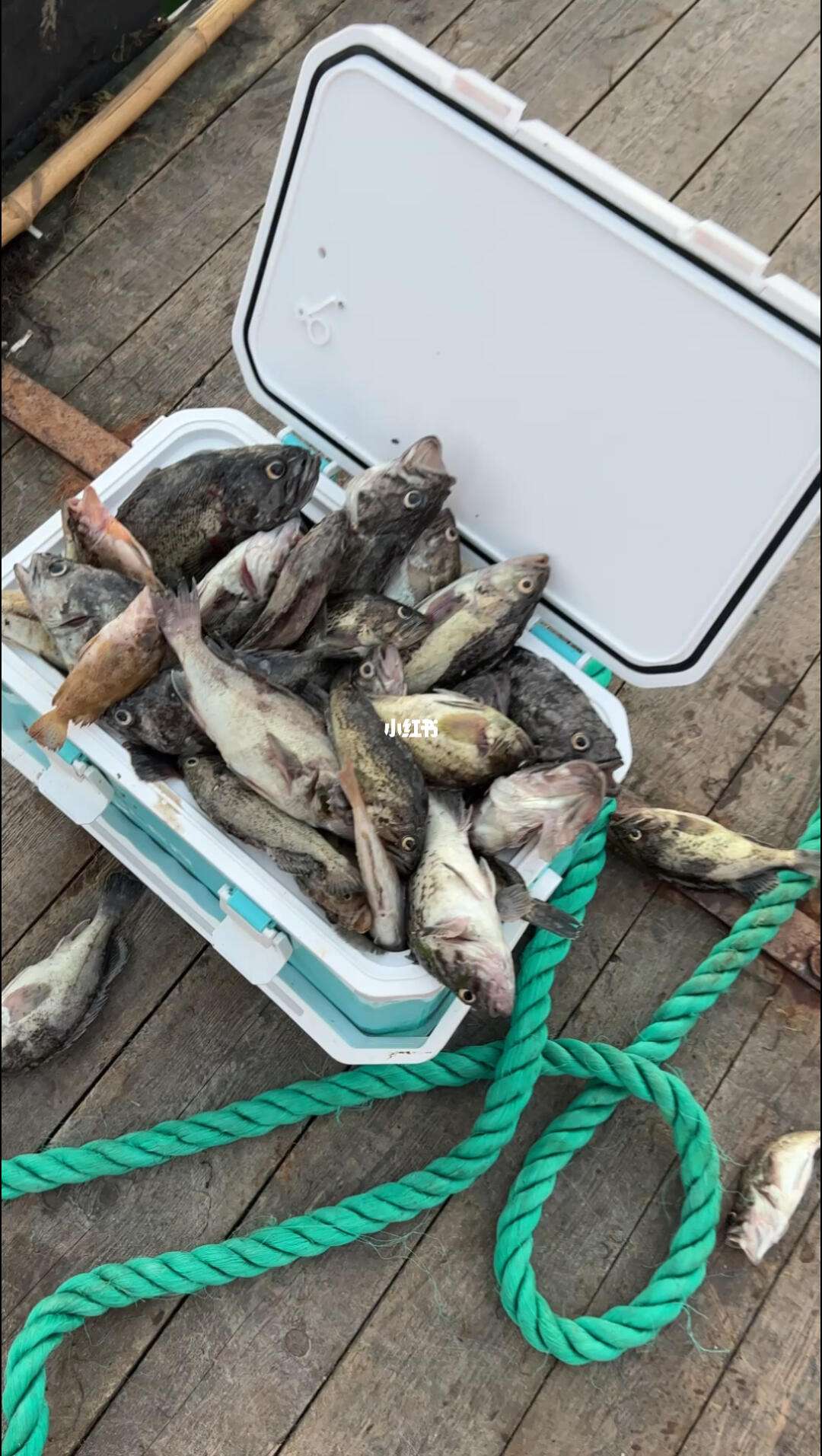 南油海钓渔获怎么处理(海钓公认十款最好鱼饵)
