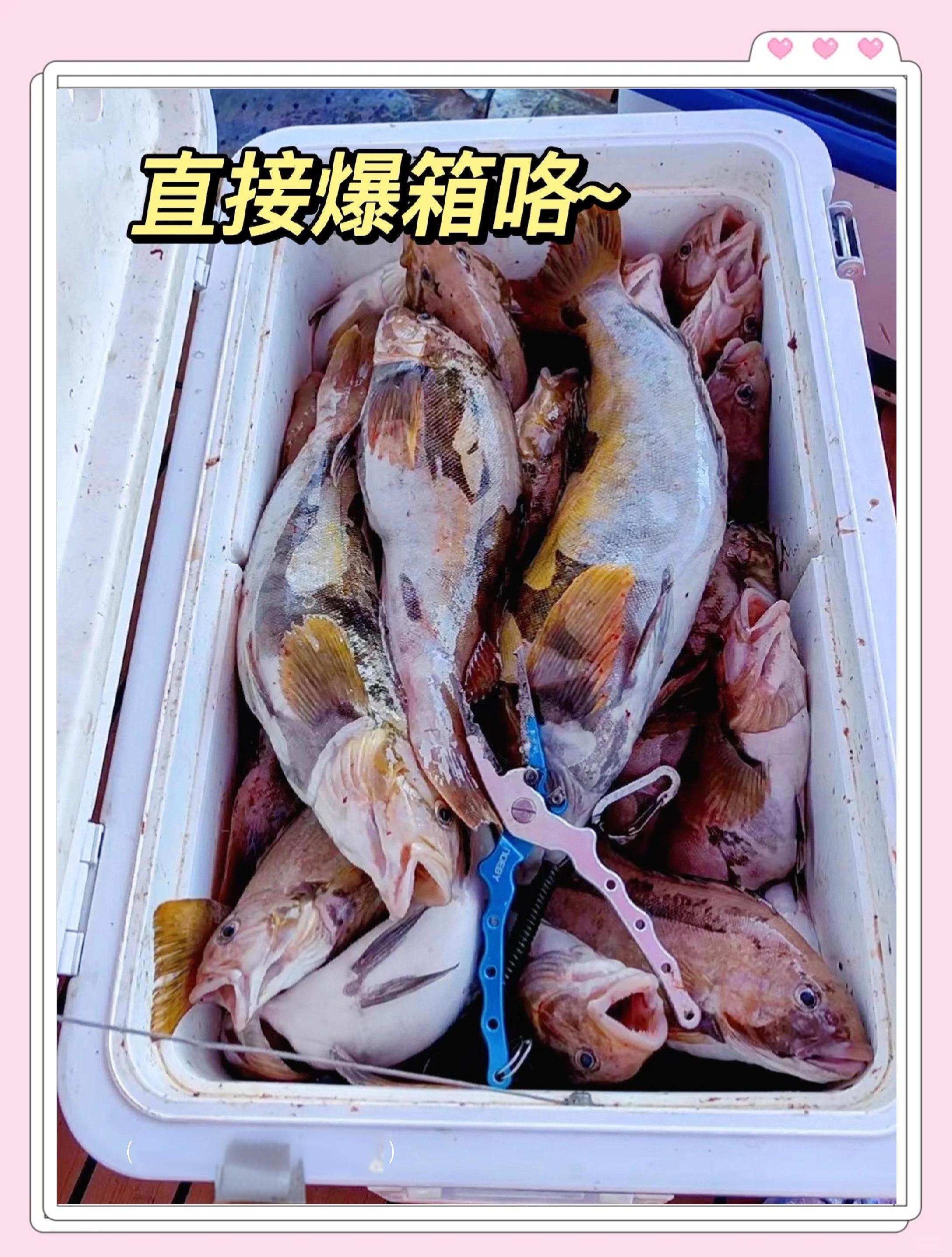 山东海钓鱼种(山东海钓能钓到什么鱼)