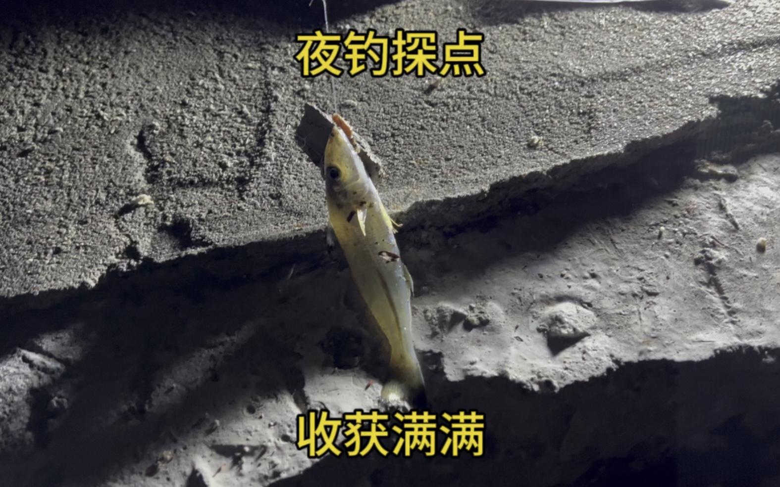 钓沙尖技巧(沙尖鱼钓法)