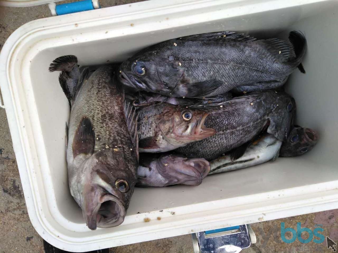 烟台海钓鲶逛(烟台海钓在哪钓比较好)