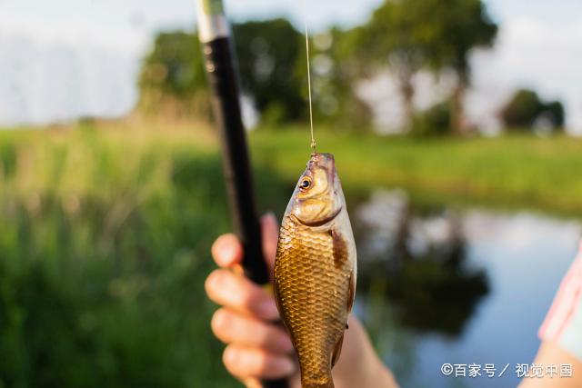 初冬深水塘钓鲫鱼技巧(初冬池塘钓鲫鱼如何选钓位)