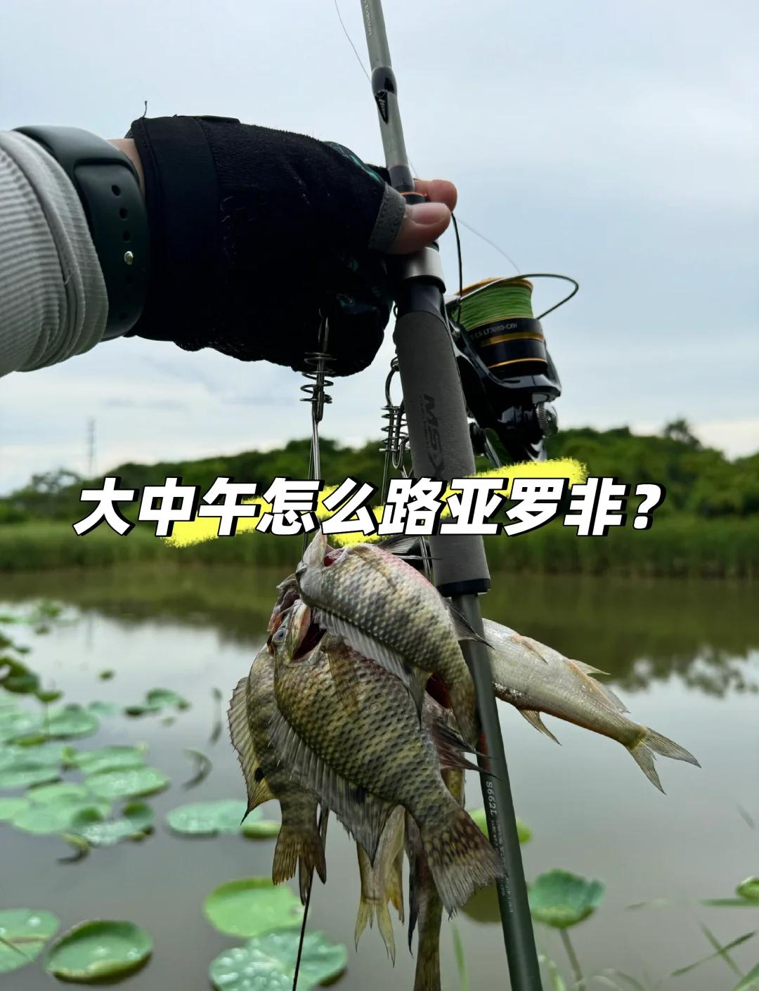 如何路亚罗非鱼(路亚罗非鱼不咬饵)