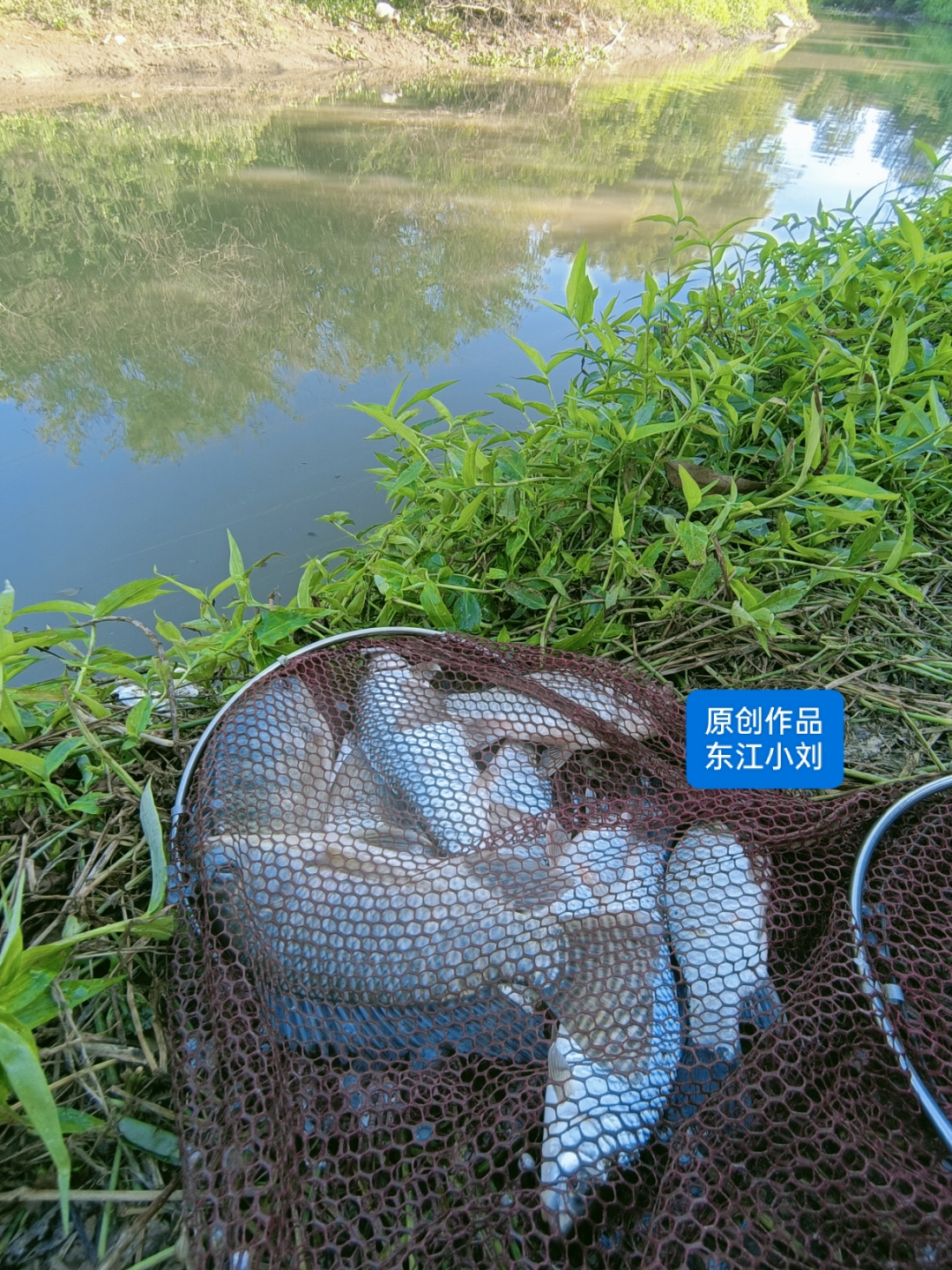 大型水库钓青草鱼技巧(水库钓草鱼鲤鱼青鱼用什么打窝)