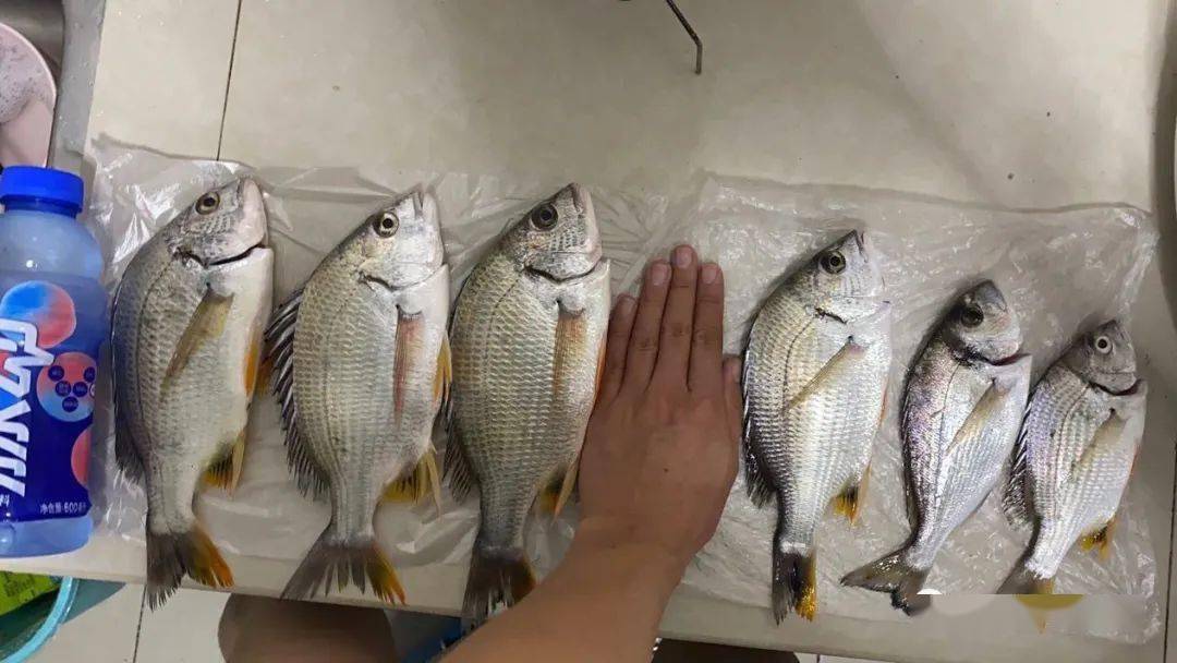 钓黄鳍鲷有什么技巧(钓黄鳍鲷用什么钩好用)
