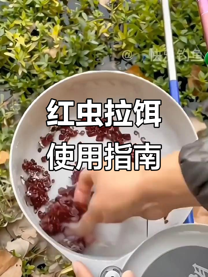 冬季红虫垂钓技巧(冬季红虫怎么用)