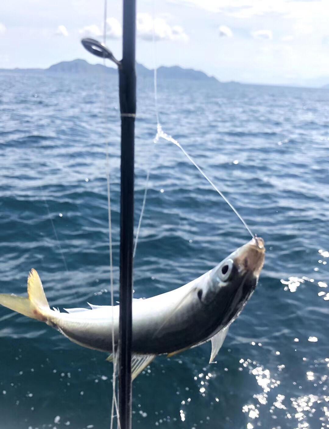 惠州哪里可以海钓(惠州海边钓鱼的地方有哪些免费)