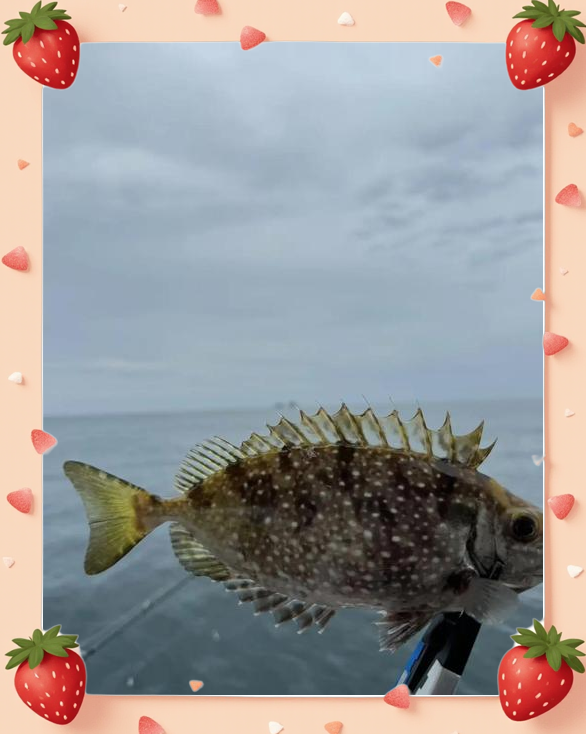 海钓鲸鲨(海钓遇到鲸鲨)