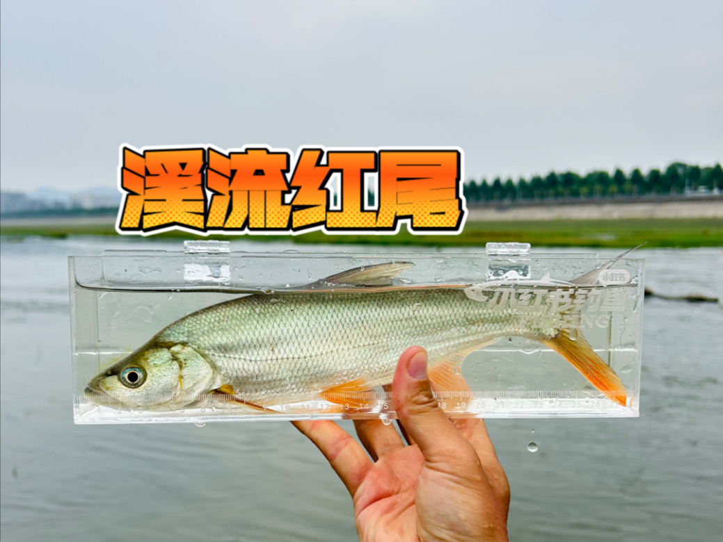 初夏钓红尾技巧(夏季如何钓红尾鱼)