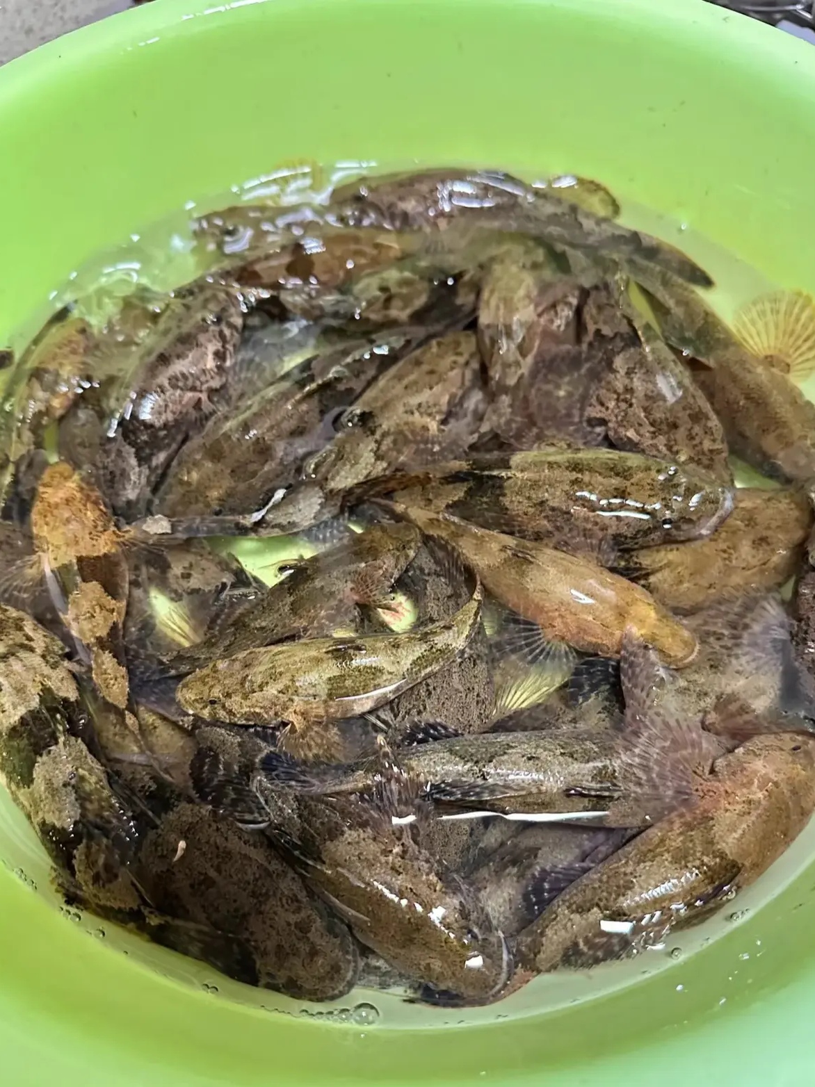 爬地虎鱼垂钓技巧(爬地虎钓法)