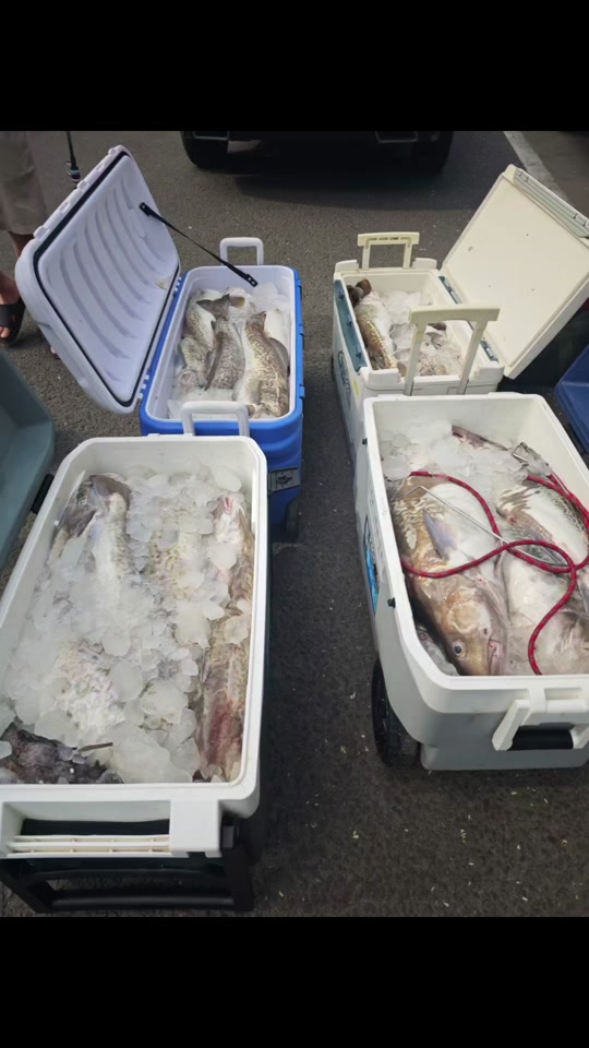 山东威海钓鳕鱼(威海钓鳕鱼船老大联系电话)